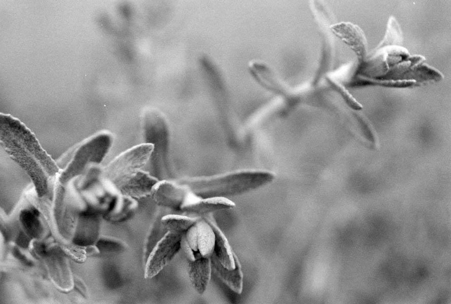 Otanthus maritimus en fleurs sur les dunes littorales exposées aux embruns
